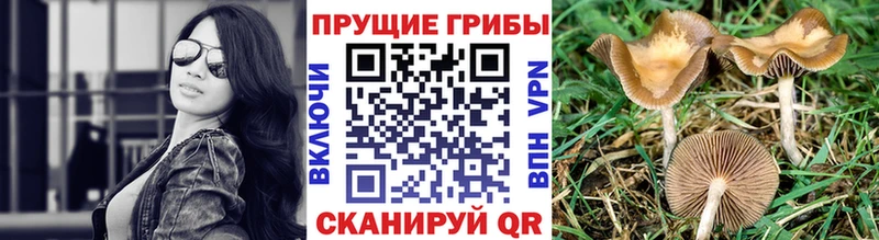 где купить наркотик Шахты Псилоцибиновые грибы Cubensis